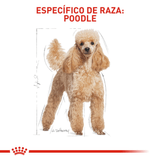 BHN POODLE ADULT - ADULTO.png
